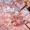 みらい公園の河津桜