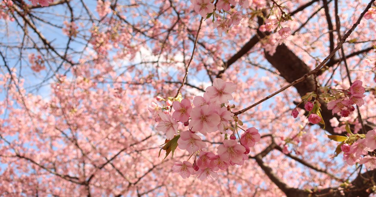 みらい公園の河津桜