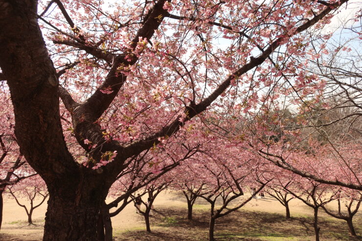 木と桜