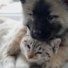 抱き合う犬と猫